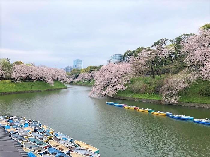 【千代田区】さくらまつりが4年ぶりに開催！千鳥ヶ淵緑道～ボート上から桜を愛でる