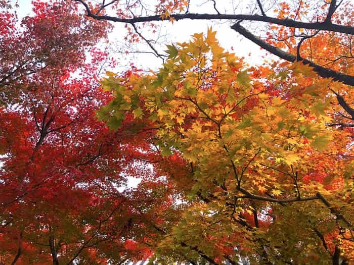 紅葉に食べられそう...秋の京都「南禅寺」と「永観堂」は素晴らしかった！