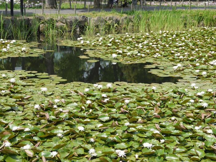 劇的な紅色に染まる葉と花、空。 晩秋・初冬は葛飾区水元公園に行こう！