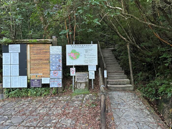 【鹿児島】屋久島の白谷雲水峡に行かれる方へ注意（2024年11月現在）