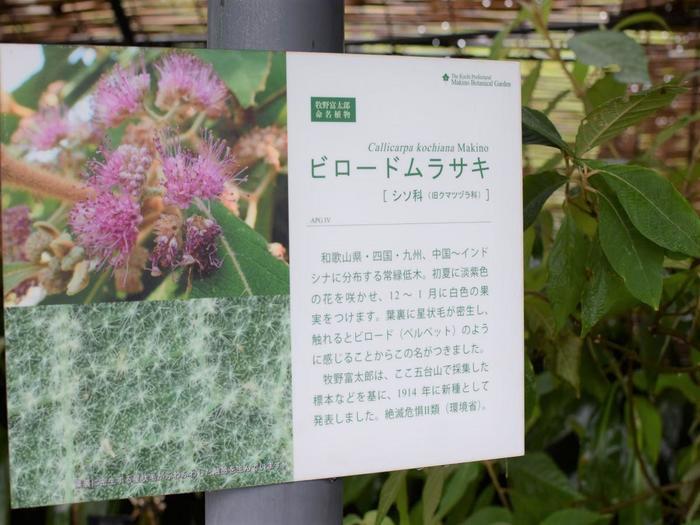 2023年朝ドラ決定！天才植物学者、牧野富太郎を知るなら牧野植物園（高知）へ