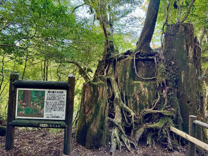 【鹿児島】ヤクスギランドは誰でも気軽に行ける自然植物園