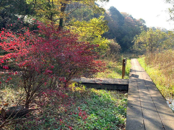 【千葉県市川市】東京のお隣、市川市で気軽に紅葉が楽しめる名所3選