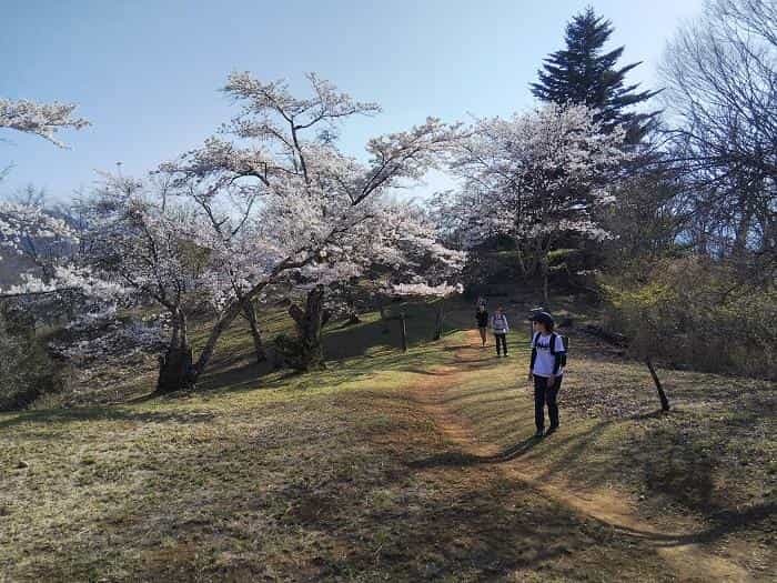 【お花見登山】桜満開のお伊勢山から岩殿山を縦走する日帰り山旅