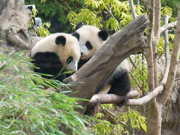 【東京】双子の赤ちゃんパンダ公開！上野動物園でシャオシャオとレイレイに会ってきました