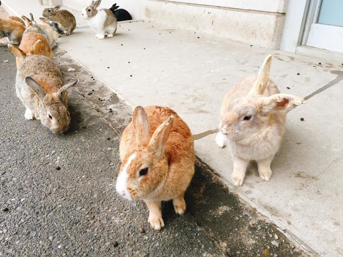 世界の動物に癒される・・・