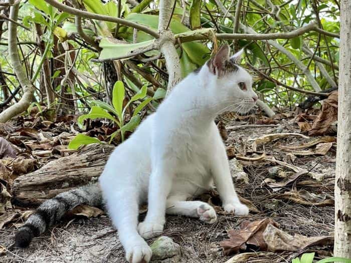 沖縄で出会った島猫たち！スポット別に紹介