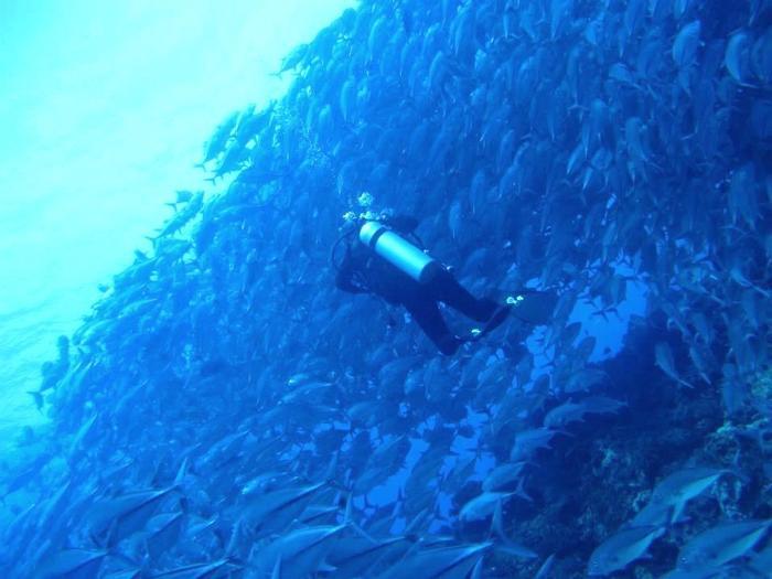 あっと驚き、ハマる神秘のワクワク水中世界へご案内！