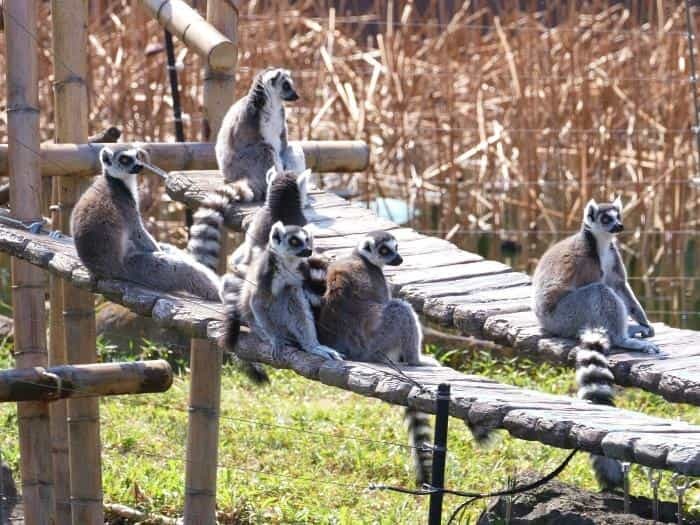 【東京】双子の赤ちゃんパンダ公開！上野動物園でシャオシャオとレイレイに会ってきました