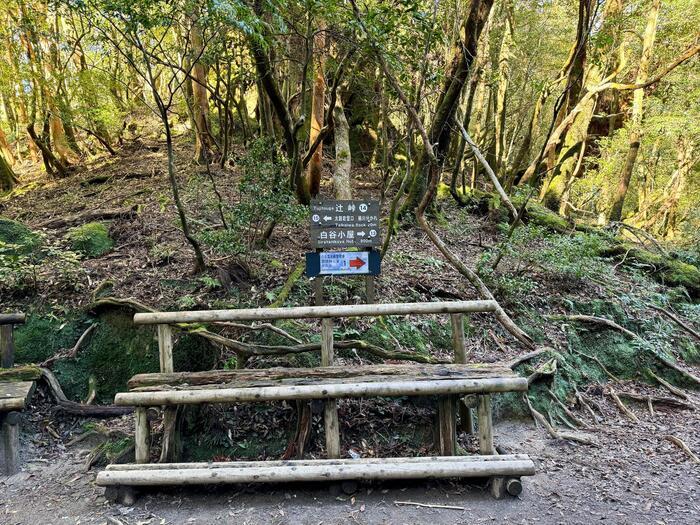 【鹿児島】屋久島の白谷雲水峡に行かれる方へ注意（2024年11月現在）