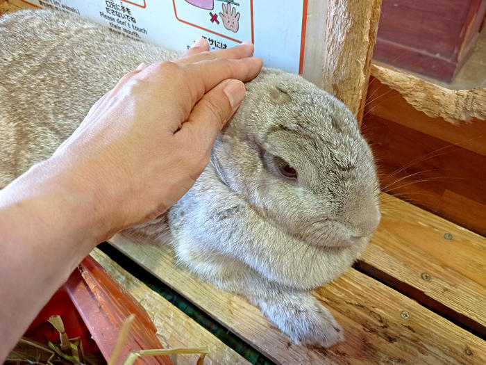 【千葉】マザー牧場で自然や動物とふれあう！～マザーファームツアーDXの全貌公開も～