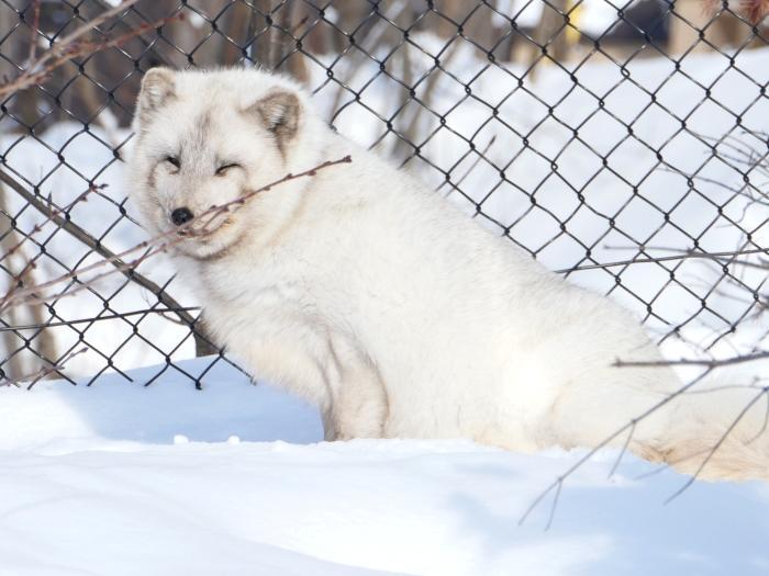 【北海道】冬季目玉イベント「雪の中のペンギンの散歩」！旭山動物園で銀世界の動物たちを楽しもう！