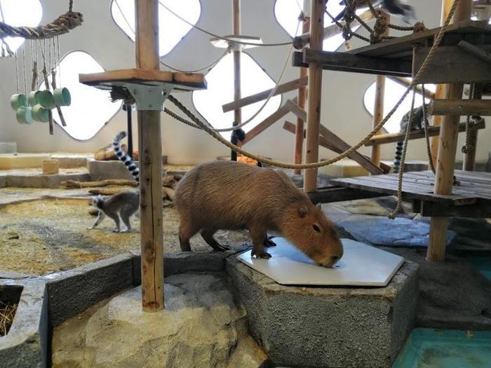 【大阪府／吹田市】水族館や動物園が融合した観光スポット・ニフレルを徹底解説！