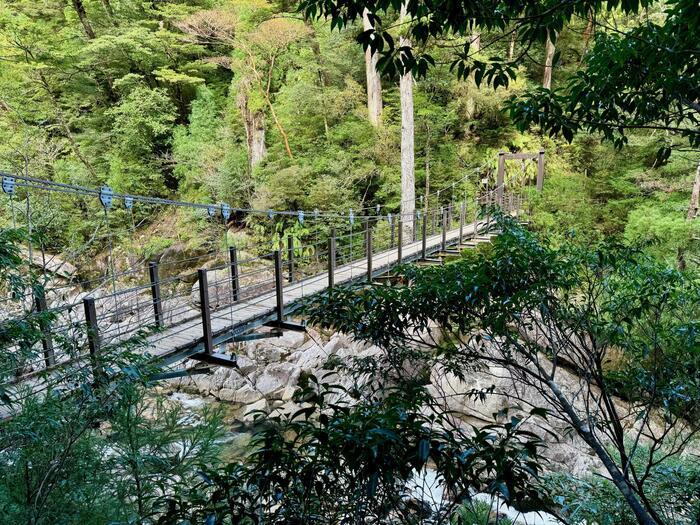 【鹿児島】ヤクスギランドは誰でも気軽に行ける自然植物園