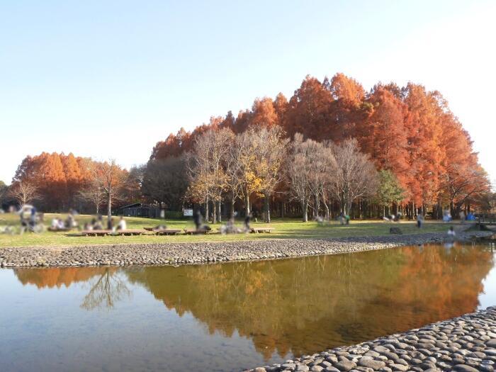 【東京】毎月楽しめる！都内最大の水郷公園「水元公園」の12か月