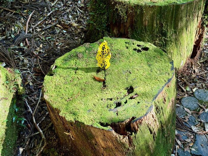 【鹿児島】ヤクスギランドは誰でも気軽に行ける自然植物園