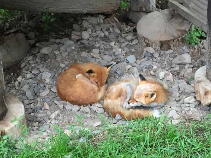 まるでサファリパーク？！北海道で出会う動物たち！