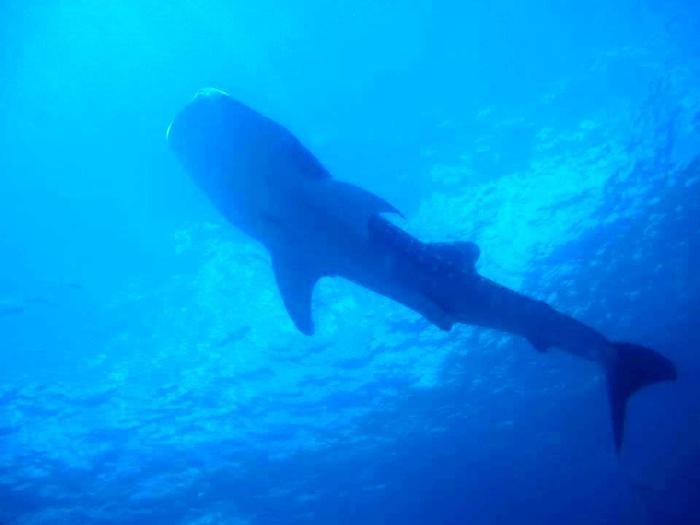 あっと驚き、ハマる神秘のワクワク水中世界へご案内！