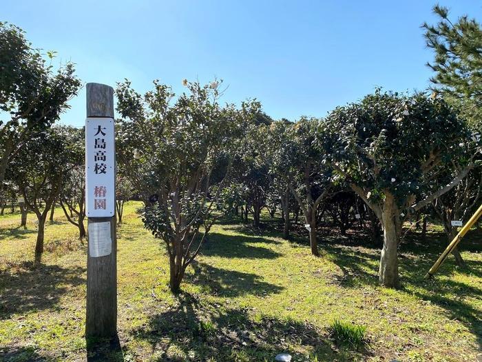 世界が認めた椿大国！冬の島旅は【伊豆大島】へいこう