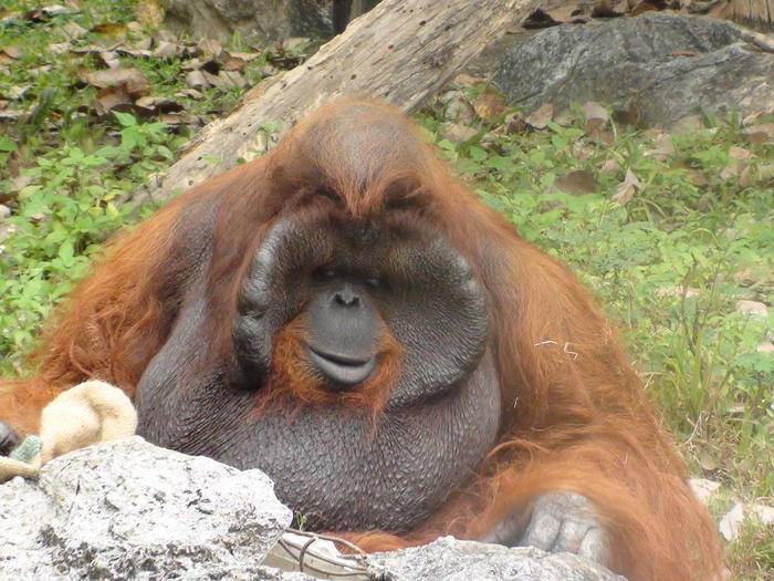タイ・チェンマイ動物園でたくさんの動物と触れ合おう！