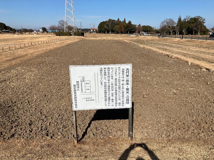 伊勢神宮にお参りするなら、歴史から忘れ去られた「斎宮」も併せて訪れることをお薦めします