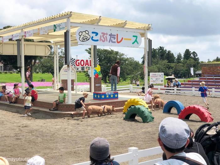 【千葉県／富津市】マザー牧場完全ガイド！見どころ・アクセス・お土産・グルメすべて紹介します