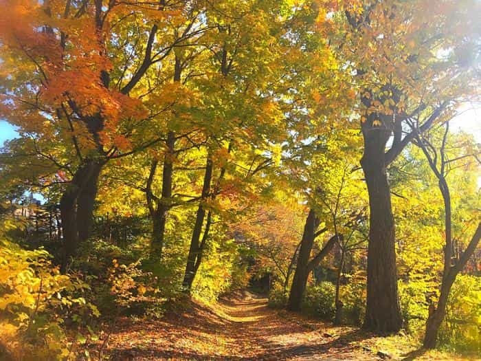 北海道立真駒内公園の紅葉ランで絶景を堪能しました