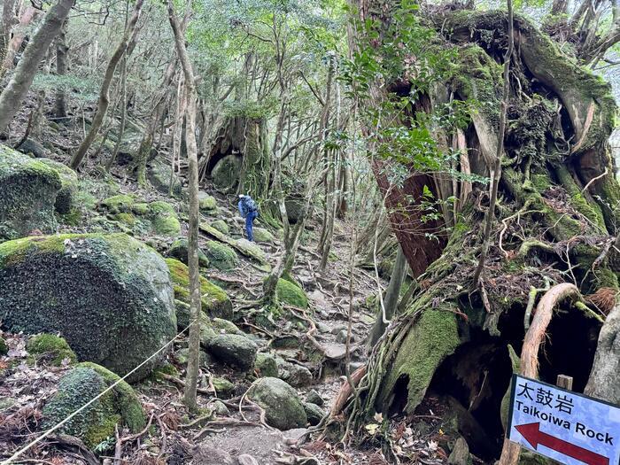 【鹿児島】屋久島の白谷雲水峡に行かれる方へ注意（2024年11月現在）