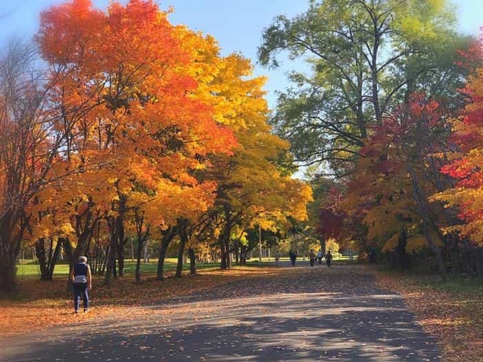 北海道立真駒内公園の紅葉ランで絶景を堪能しました