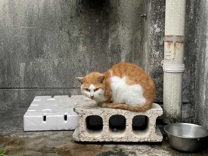 沖縄で出会った島猫たち！スポット別に紹介