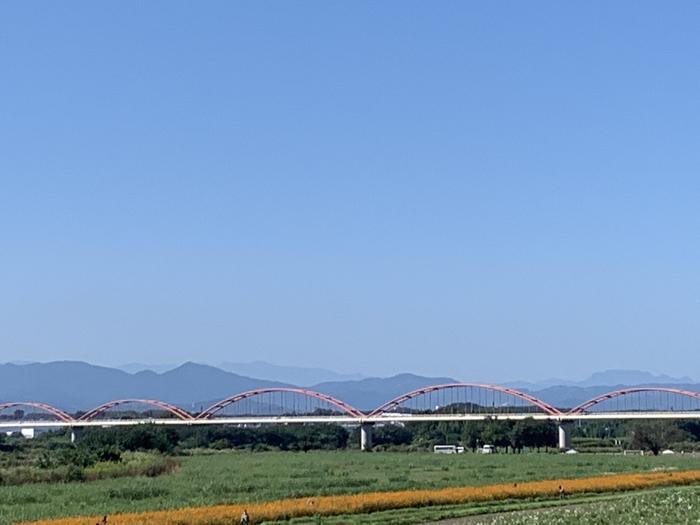 【埼玉県鴻巣市】川沿いに広がるコスモスが真っ盛り！爽快な秋風と突き抜ける風景～荒川河川敷～