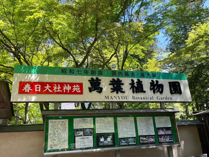 【奈良】春日大社と藤の花