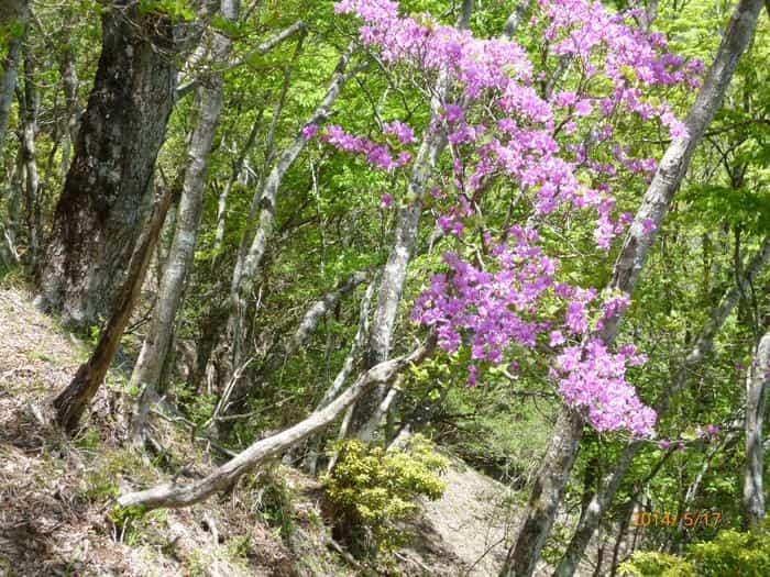 【日帰り登山】関東近郊の眺望絶佳『丹沢山地』を歩こう！