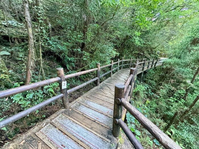 【鹿児島】ヤクスギランドは誰でも気軽に行ける自然植物園