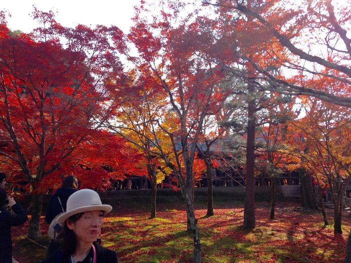 京都　東福寺の紅葉は、やはり圧倒的に美しかった。