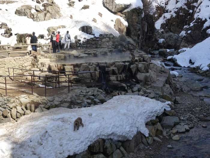 【長野】世界でここだけ！ニホンザルが温泉に入る地獄谷野猿公苑