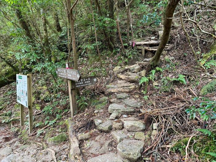 【鹿児島】ヤクスギランドは誰でも気軽に行ける自然植物園