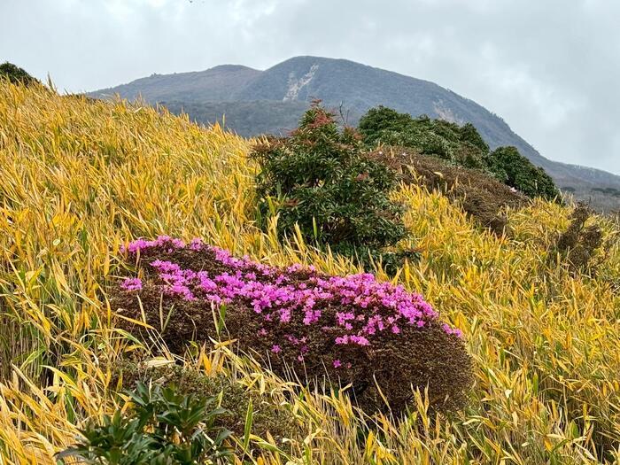 【日本百名山】26座目は摩訶不思議な世界が広がる久住山（大分県）