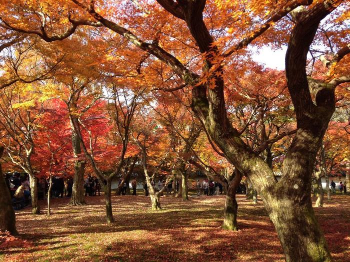 京都　東福寺の紅葉は、やはり圧倒的に美しかった。