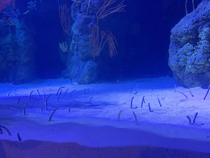 【子連れアジア旅行】マカオ近郊　ギネス認定！世界最大級の水族館「珠海长隆海洋王国」