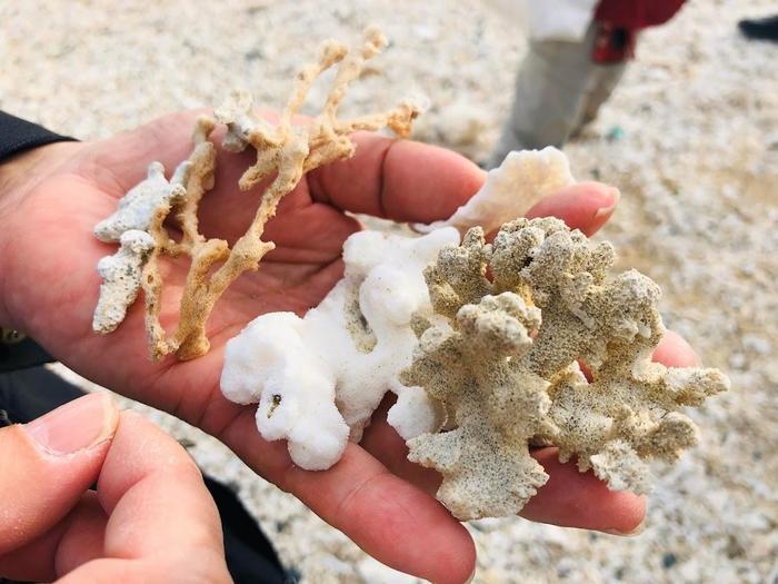 浜歩きのすすめ　徳之島の喜念浜ビーチで漂着物を見つけよう♪