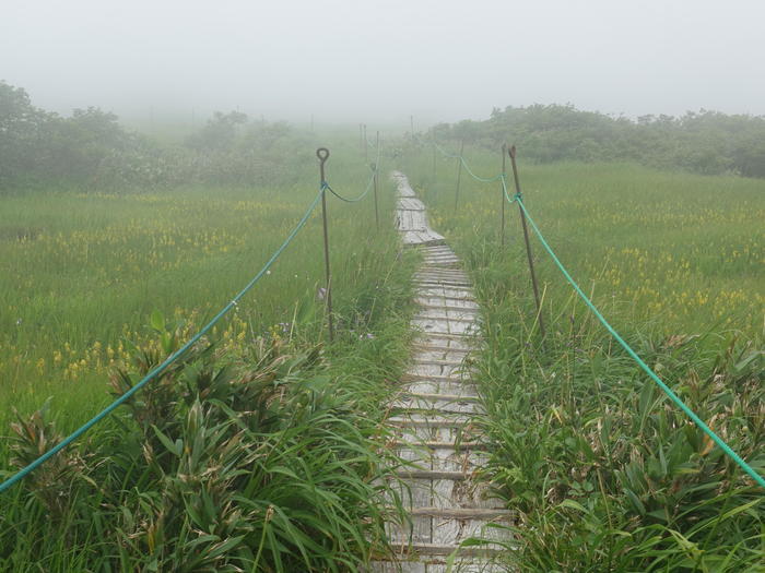 【山形】月山八合目・弥陀ヶ原湿原の歩き方