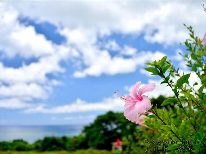 沖縄/見るだけで元気が出る南国情緒あふれる花たち