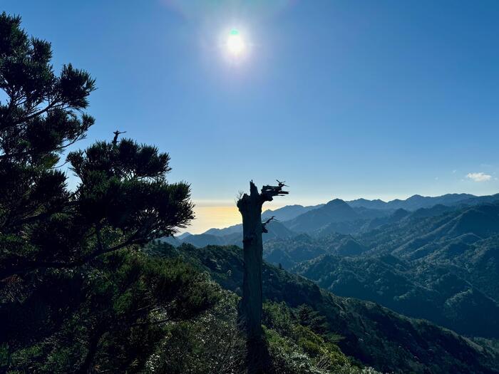 【鹿児島】屋久島の白谷雲水峡に行かれる方へ注意（2024年11月現在）