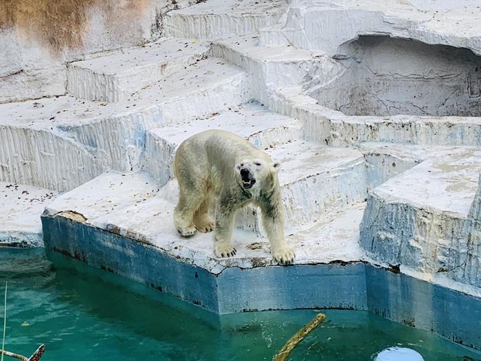 暑い夏はホッキョクグマの親子に癒されよう！「天王寺動物園」で動物たちと触れ合おう！！