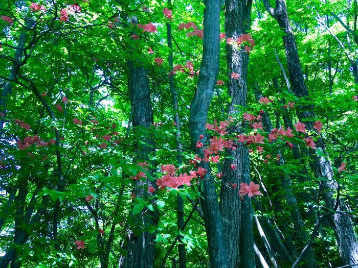 【奥武蔵】武川岳～焼山～二子山 縦走登山ルート