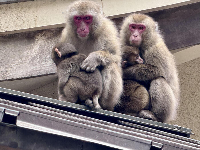 【大分】おサルさんの聖地でこんにちは！高崎山自然動物園