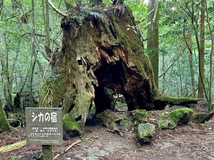 【鹿児島】屋久島の白谷雲水峡に行かれる方へ注意（2024年11月現在）