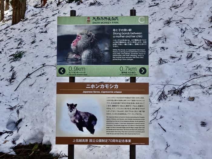 【長野】世界でここだけ！ニホンザルが温泉に入る地獄谷野猿公苑