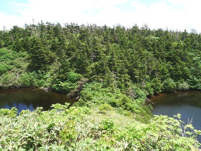 【岩手】広大な湿原に咲く高山植物を気軽に見に行ける！八幡平で涼しい空気に包まれながらトレッキング